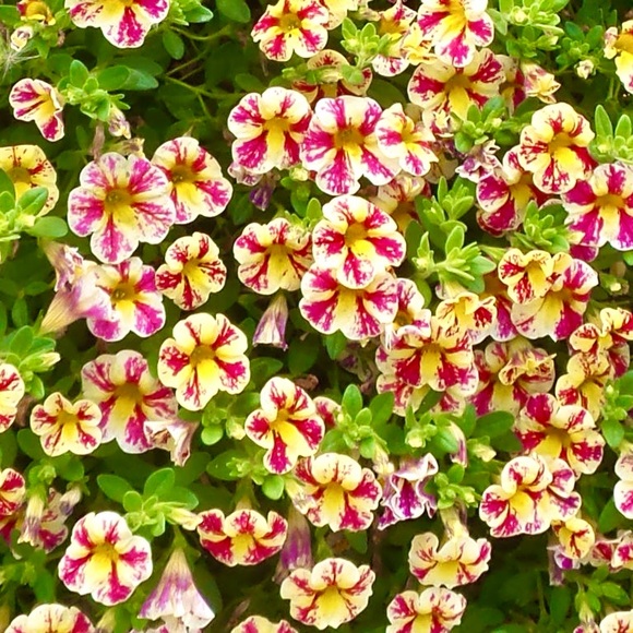 🦋SHOPTIME!🦋 - Picture 5 of 14